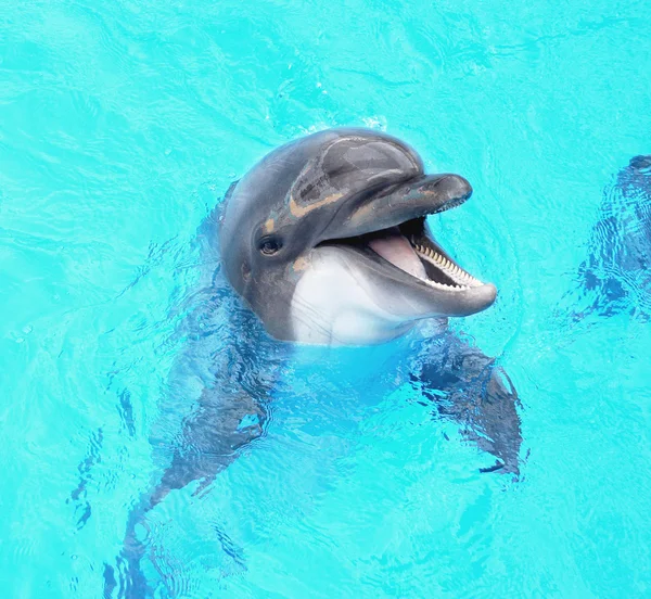 Delfín hermoso alegre sonriendo en un agua azul de la piscina en —  Fotos de Stock