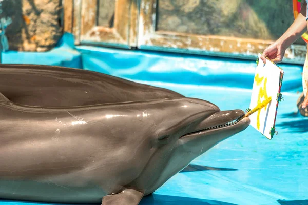 Blij dat prachtige dolphin in blauwe water in het zwembad op een b — Stockfoto