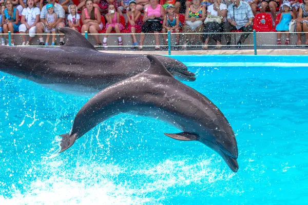 ODESSA, UCRANIA - 10 de junio de 2013: Delfines en el entretenimiento creativo — Foto de Stock