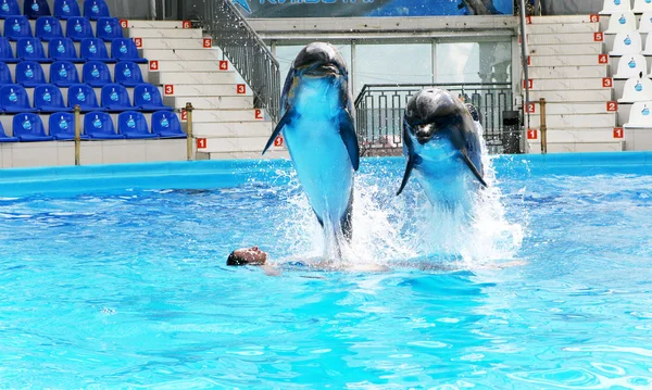 Happy Beautiful Young Girl Laughs Swims Dolphins Blue Swimming Pool — Stock Photo, Image