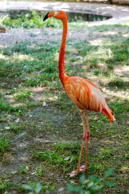 doğal vahşi oluşturulan flamingo güzel portre