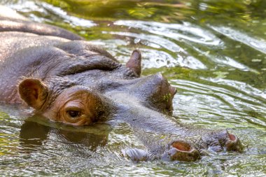 Hippo tamamen sıcak güneşin üzerinde su düzeyinde nehirde yıkadı.