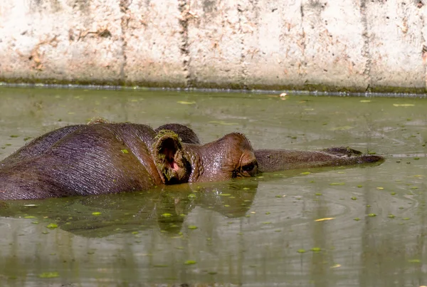 Hippo completely bathed in the river at water level on a hot sun — Stock Photo, Image