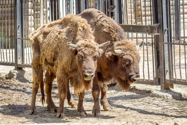 Wildamerikanische Bisons - ein riesiges Paar reifer Bullen im Sommer — Stockfoto