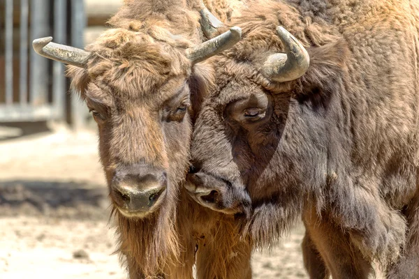 Wild America Bison - a huge pair of mature bulls in the summer d — Stock Photo, Image