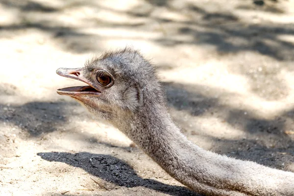 Ostrich head close up. Ostrich Ostrich or type is one or two spe — Stock Photo, Image