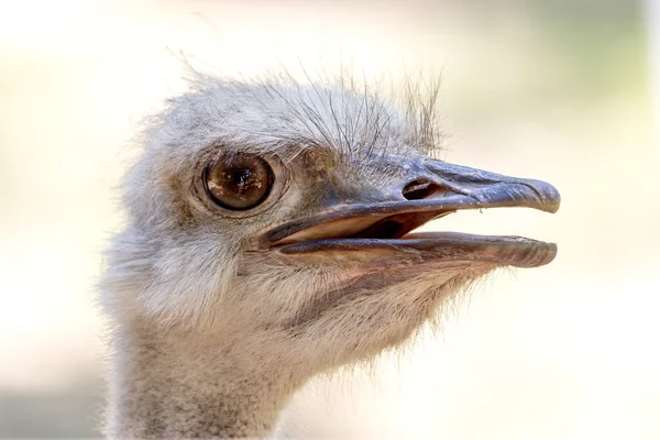 Ostrich head close up. Ostrich Ostrich or type is one or two spe — Stock Photo, Image