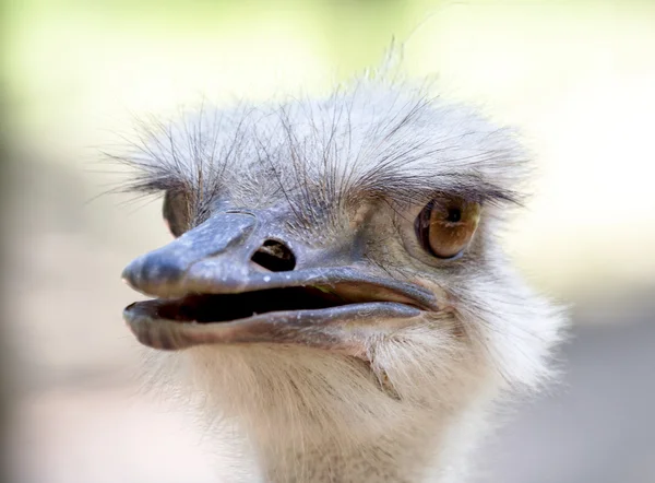 Ostrich head close up. Ostrich Ostrich or type is one or two spe — Stock Photo, Image