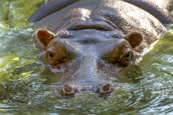 Hippo complètement baigné dans la rivière au niveau de l'eau sur un soleil chaud — Photo