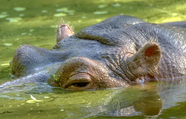 Flusspferd badete bei Wasserstand in heißer Sonne im Fluss — Stockfoto