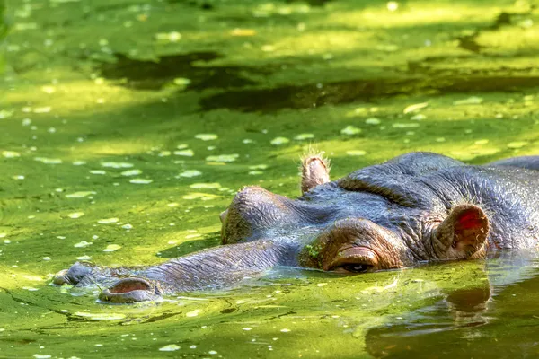 Hippo complètement baigné dans la rivière au niveau de l'eau sur un soleil chaud — Photo