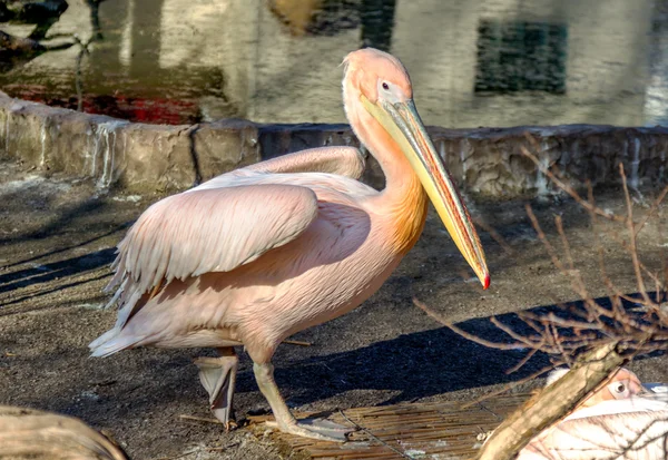 Retrato de un pelícano blanco europeo, Pelecanus onocrotalus. Ex. —  Fotos de Stock