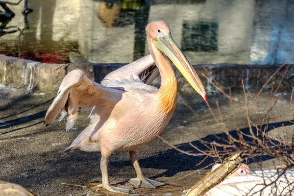 Portrét Evropského bílých pelikánů, pelecanus onocrotalus. ex — Stock fotografie
