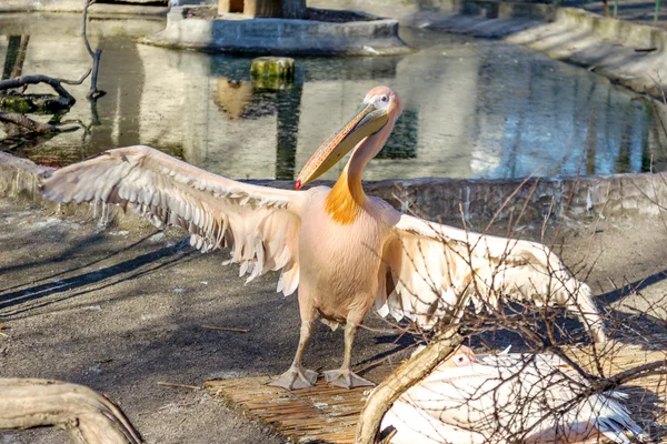 Retrato de um pelicano branco europeu, Pelecanus onocrotalus. Ex — Fotografia de Stock