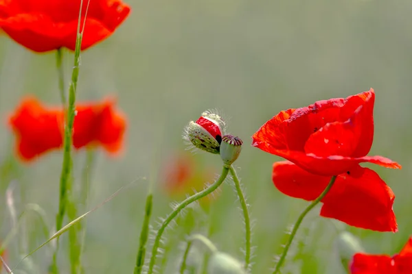 Kwitnące kwiaty i pąki kwiatowe z czerwonym makiem na tle miód pitny — Zdjęcie stockowe