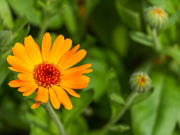 Pot marigold detail macro (Calendula officinalis) на боке
