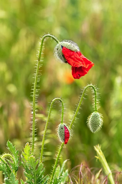 Fleurs et boutons floraux de pavot rouge sur fond d'hydromel — Photo