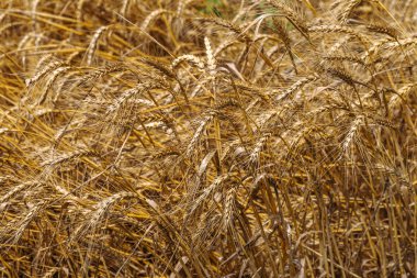 Sarı olgun buğday hasat parlak güneşli bir günde bir çiftlik alanında büyümek için hazır 