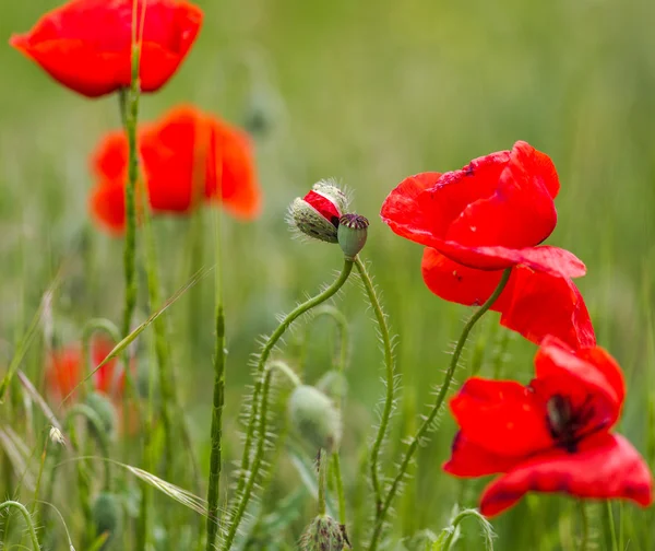 盛开的鲜花和背景米德的红色罂粟花蕾 — 图库照片