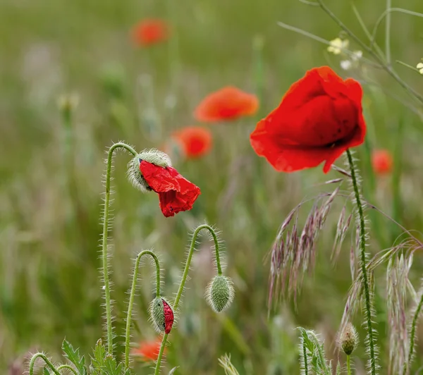 Blooming flowers and flower buds of red poppy on background mead — Stock Photo, Image