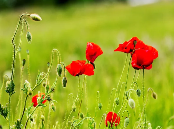 Blooming flowers and flower buds of red poppy on background mead — Stock Photo, Image