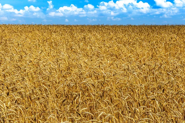 Ферма дозріла жовте пшеничне поле, готове до збору врожаю. Прекрасна осінь — стокове фото