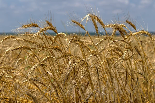 Желтая спелая пшеница готова к уборке урожая, растущего на сельскохозяйственном поле на — стоковое фото