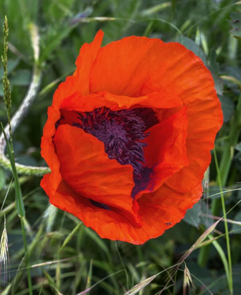 Fleurs florissantes et coquelicots rouge vif sur un fond de meado — Photo