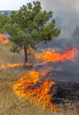 şiddetli kuraklık. Kuru Rüzgar orman yangınları, orman ve bozkır tamamen yok. Doğa ve bölgenin ekonomisine düzenli hasar Ukrayna için felaket getiriyor.