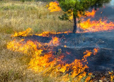 şiddetli kuraklık. Kuru Rüzgar orman yangınları, orman ve bozkır tamamen yok. Doğa ve bölgenin ekonomisine düzenli hasar Ukrayna için felaket getiriyor.