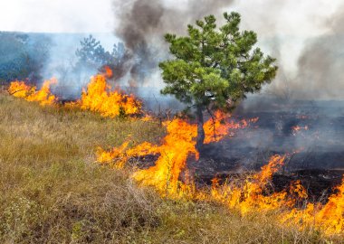 şiddetli kuraklık. Kuru Rüzgar orman yangınları, orman ve bozkır tamamen yok. Doğa ve bölgenin ekonomisine düzenli hasar Ukrayna için felaket getiriyor.