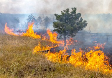 şiddetli kuraklık. Kuru Rüzgar orman yangınları, orman ve bozkır tamamen yok. Doğa ve bölgenin ekonomisine düzenli hasar Ukrayna için felaket getiriyor.