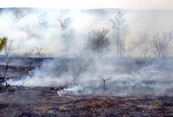 Δασικές Πυρκαγιές Και Ξηρός Άνεμος Εντελώς Καταστρέψει Δάσος Και Στέπα — Φωτογραφία Αρχείου