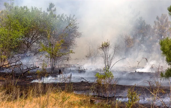 Incêndios florestais e vento seco destruir completamente a floresta e passo — Fotografia de Stock