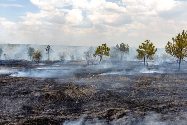 Bosbranden en wind droog vernietigen volledig van het forest en stap — Stockfoto