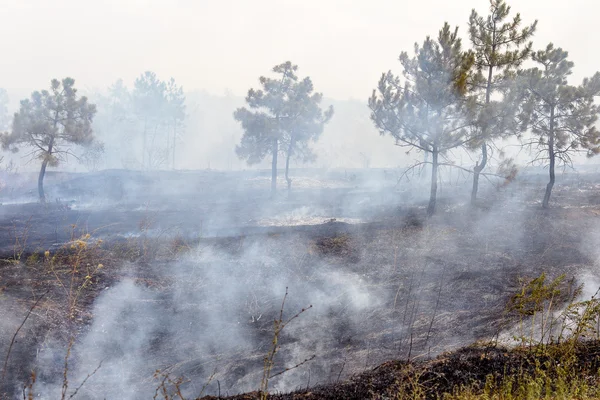 Лесные пожары и сухой ветер полностью уничтожить лес и шаг — стоковое фото