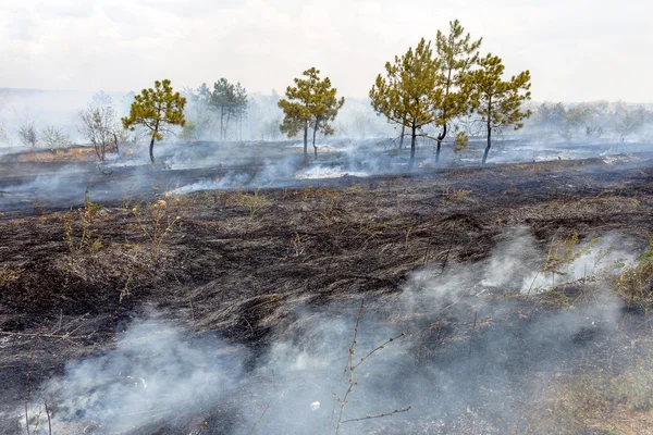 Orman yangınları ve Rüzgar kuru tamamen orman ve adım yok — Stok fotoğraf