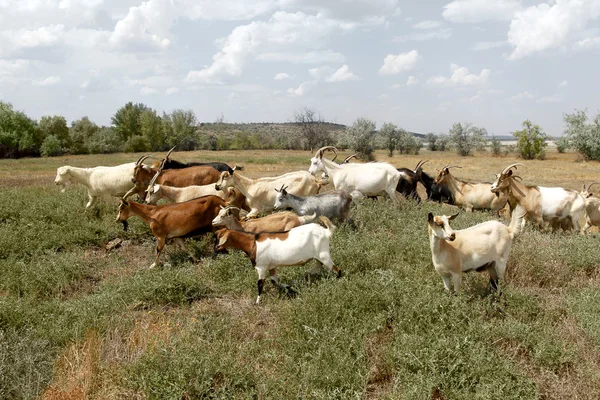 Stádo koz pasoucí se farma farma zvířat na stepní louka v s — Stock fotografie