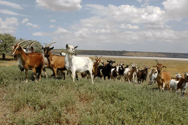 Mandria di capre pascolo fattoria fattoria di animali sul prato steppa in s — Foto Stock