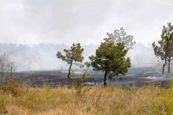 Σοβαρή ξηρασία. Πυρκαγιές δασών στην ξηρά wind εντελώς destro — Φωτογραφία Αρχείου