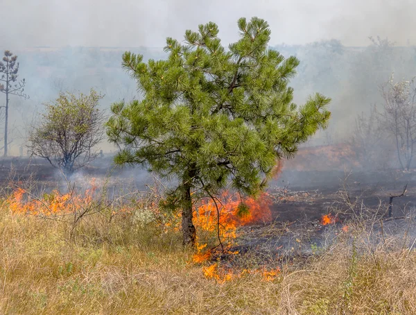 Severe drought. Forest fires in the dry wind completely destroy the forest and steppe. Disaster for Ukraine brings regular damage to nature and the region's economy. — Stock Photo, Image