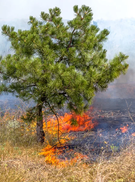 Seca Severa Incêndios Florestais Vento Seco Destroem Completamente Floresta Estepe — Fotografia de Stock