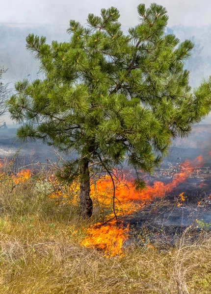 Сильная Засуха Лесные Пожары Сухом Ветру Полностью Уничтожают Лес Степь — стоковое фото
