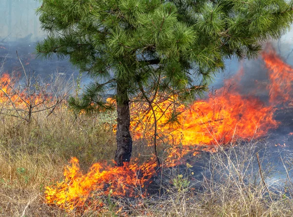 深刻な干ばつ。森林と草原に完全に乾いた風の山火事を破壊します。ウクライナのための災害は自然と地域の経済に通常損傷をもたらします. — ストック写真