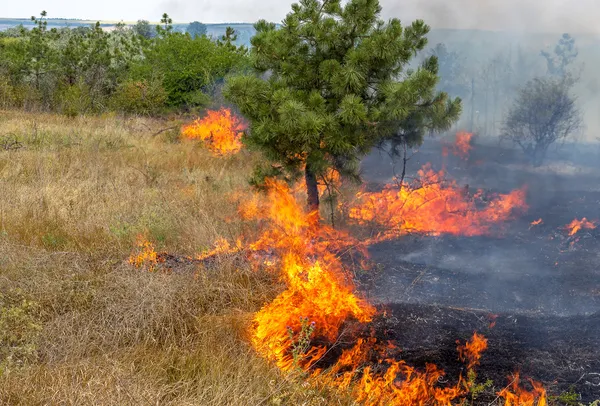 Schwere Dürre. Waldbrände im trockenen Wind zerstören Wald und Steppe vollständig. Katastrophe für die Ukraine verursacht regelmäßig Schäden für die Natur und die Wirtschaft der Region. — Stockfoto