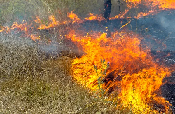 Grave sequía. Los incendios forestales en el viento seco destruyen completamente el bosque y la estepa. El desastre para Ucrania causa daños regulares a la naturaleza y a la economía de la región . —  Fotos de Stock