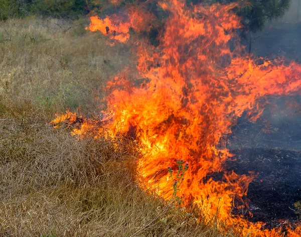 Сильної засухи. лісові пожежі в сухий вітер повністю знищити лісу і степу. катастрофою для України приносить регулярні пошкодження природи і економіки області. — стокове фото