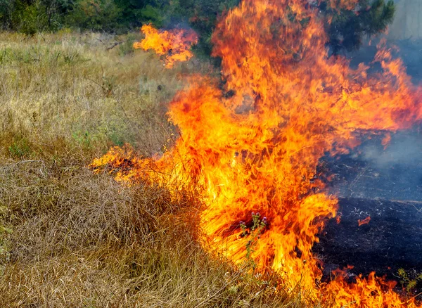 Grave sequía. Los incendios forestales en el viento seco destruyen completamente el bosque y la estepa. El desastre para Ucrania causa daños regulares a la naturaleza y a la economía de la región . —  Fotos de Stock