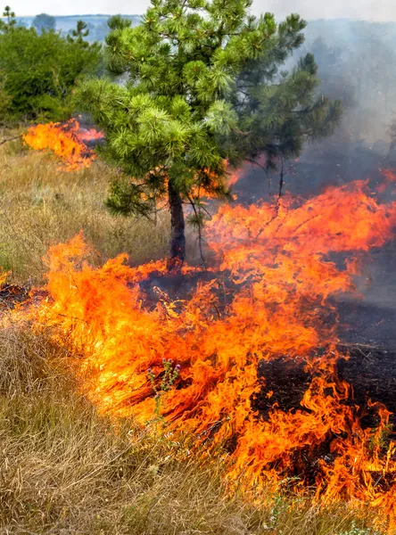 Grave sequía. Los incendios forestales en el viento seco destruyen completamente el bosque y la estepa. El desastre para Ucrania causa daños regulares a la naturaleza y a la economía de la región . — Foto de Stock