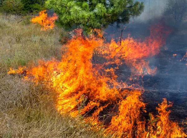 Σοβαρή Ξηρασία Δασικές Πυρκαγιές Στον Ξηρό Αέρα Καταστρέψει Εντελώς Δάσος — Φωτογραφία Αρχείου